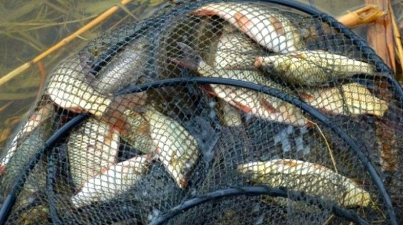 Braconaj piscicol în sudul țării. Peste 100 kg de pește, depistate de polițiștii de frontieră