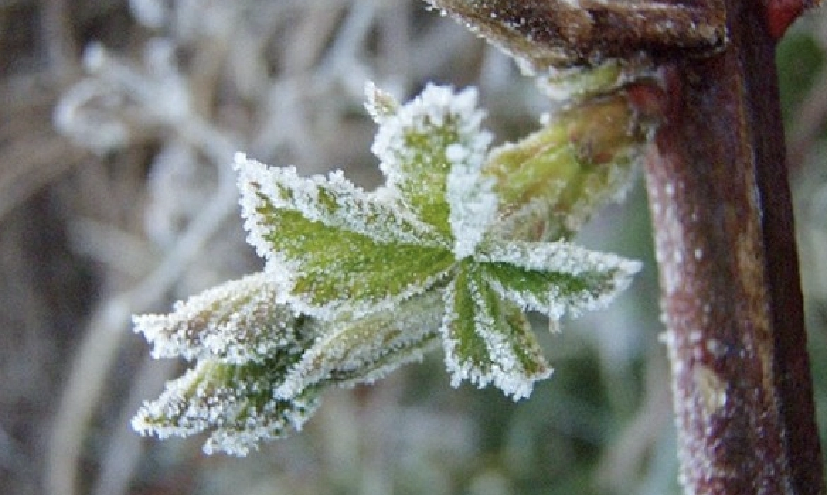 METEO // Cod Galben de înghețuri pe întreg teritoriul țării valabil pentru data de 15 aprilie