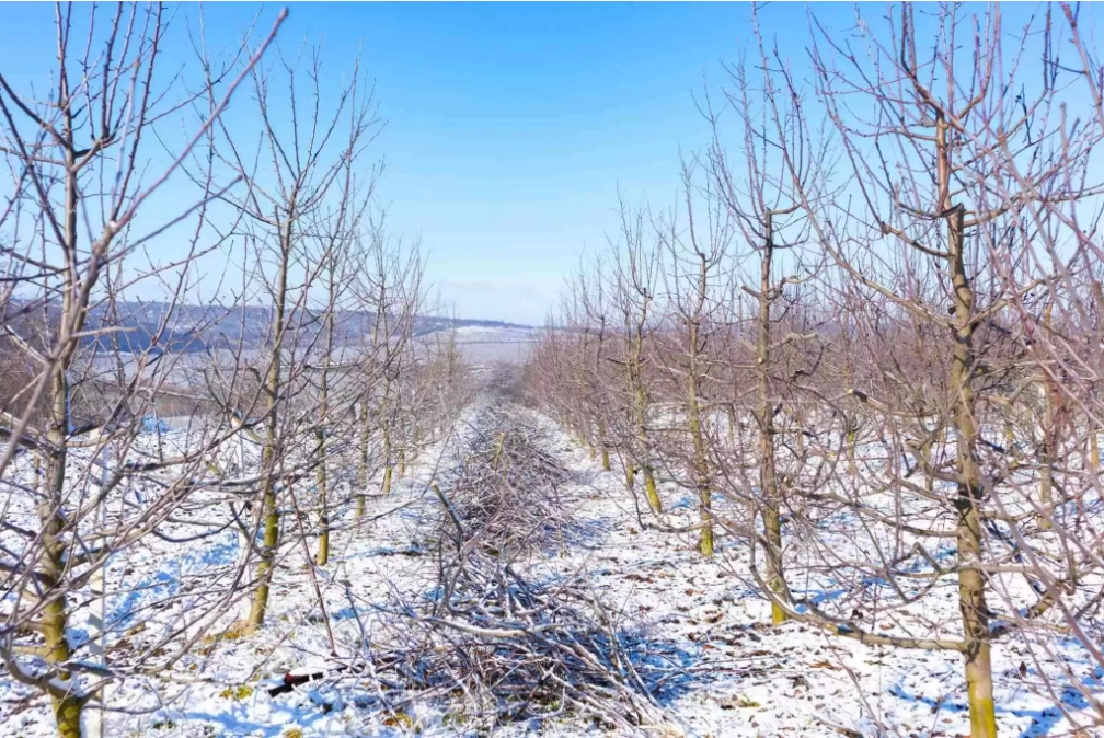 Ministra Agriculturii, despre impactul chiciurei asupra livezilor din țară: „Monitorizăm situația”