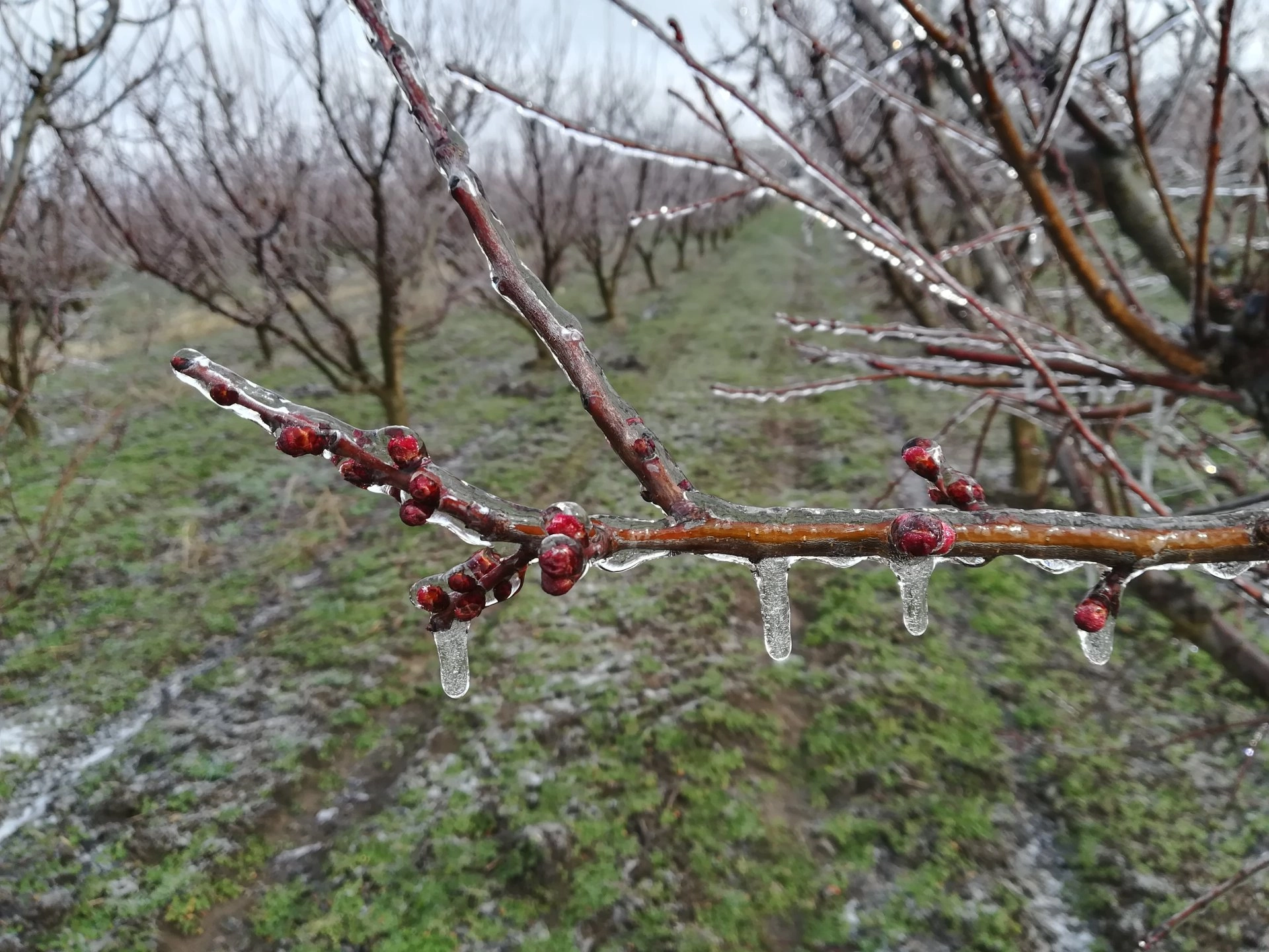 Precizări pentru fermieri în contextul îngheţurilor: Ce trebuie să facă agricultorii care au pierderi