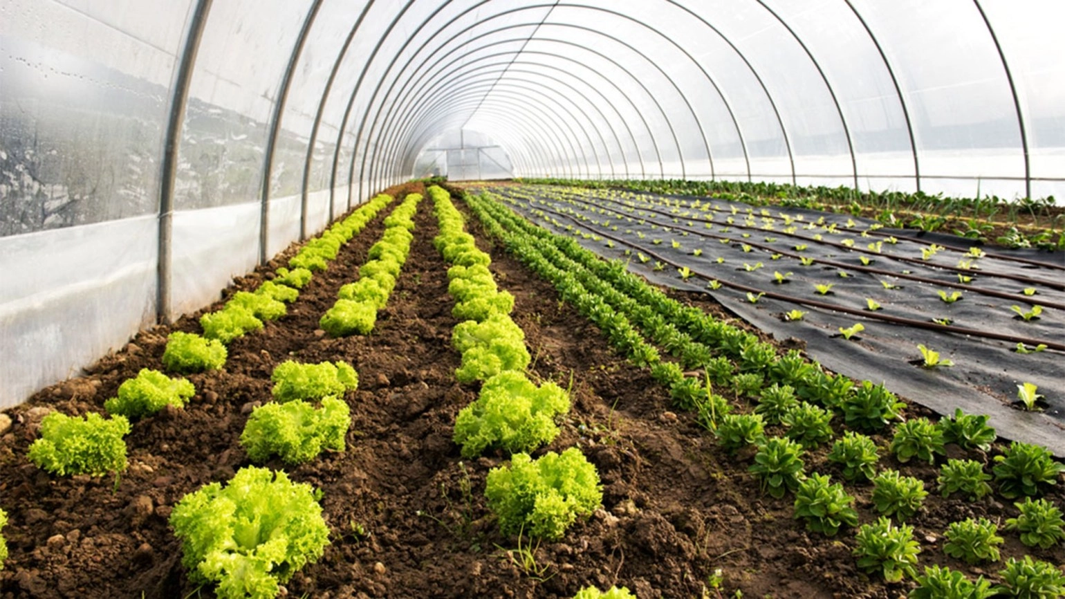 O companie din R. Moldova a dezvoltat un sistem inovativ de menținere a temperaturii în sere, utilizând exclusiv energie solară și pompe de căldură