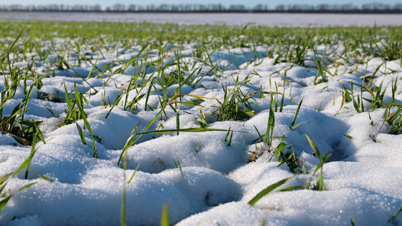 Zăpada – aliat sau risc pentru agricultură? Analiza fitosanitară avertizează asupra pericolelor ascunse ale începutului de an