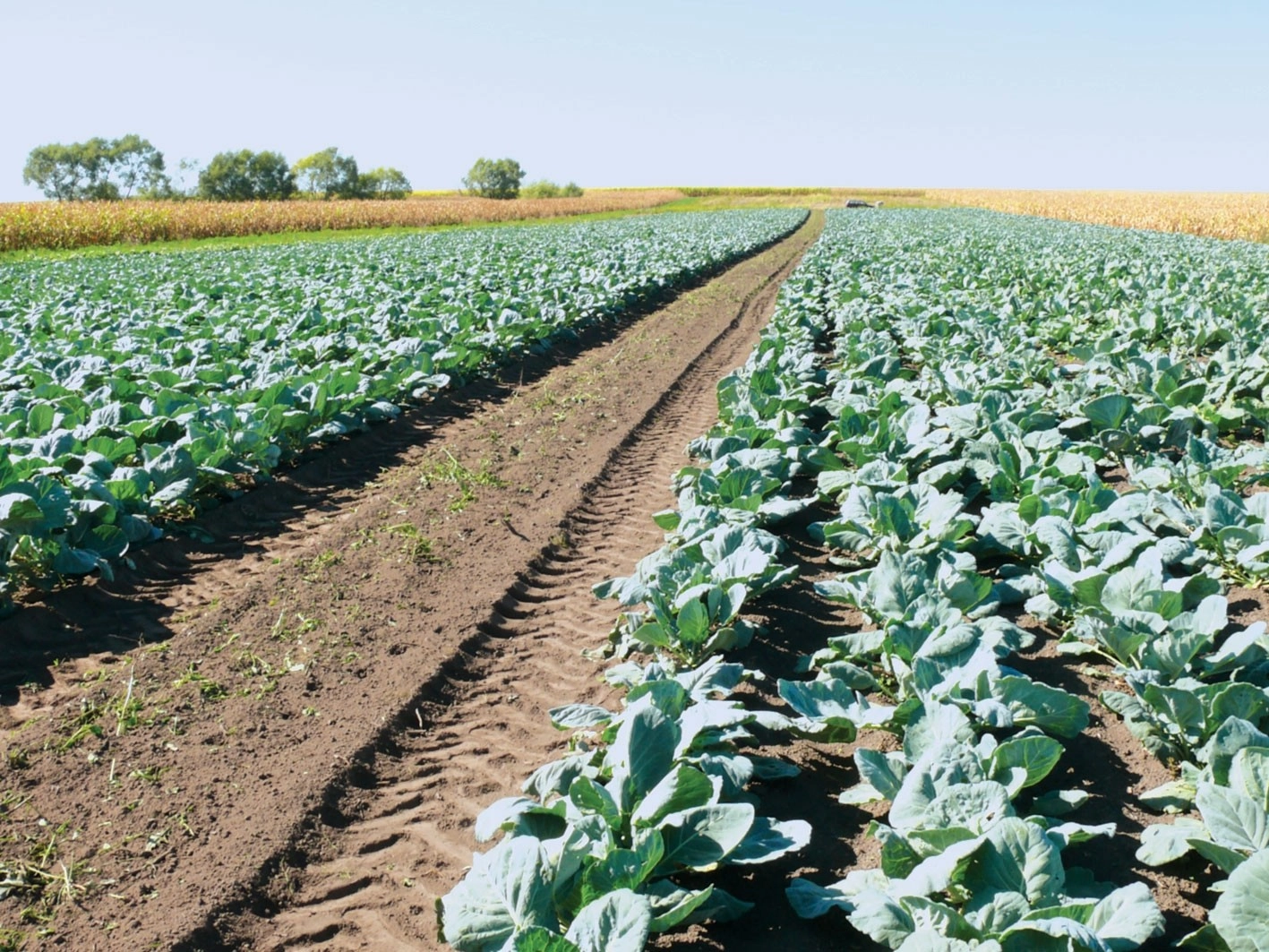 Executivul a adoptat noi reglementări pentru extinderea suprafețelor cultivate cu leguminoase