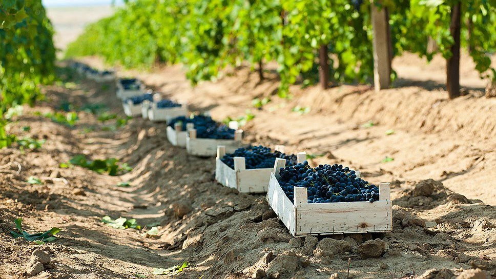 Exporturile de produse agricole moldovenești în Uniunea Europeană au crescut de aproape șase ori în ultimii patru ani