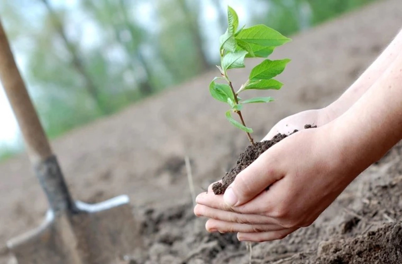 Parlamentul se va alătura Campaniei naționale de împădurire