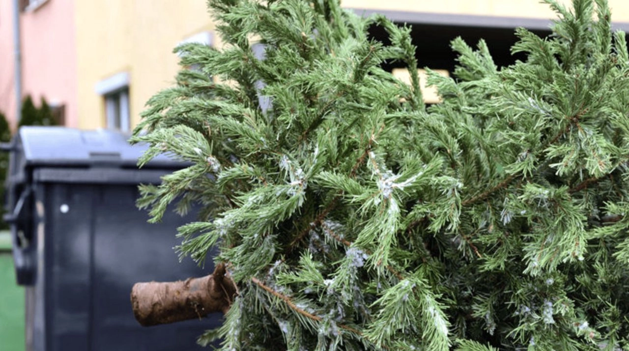 Autorităţile explică cum se colectează corect brazii de Crăciun după sărbători: „Nu îi depozitați în containerele pentru deșeuri menajere”
