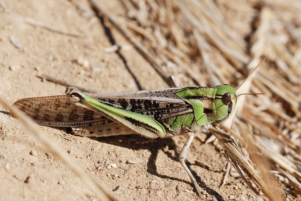 Autoritățile avertizează asupra pericolului de invazie a lăcustelor. Fermierii, îndemnați să anunțe imediat focarele