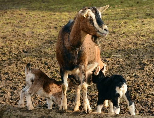 Două proiecte pentru consolidarea sănătății animalelor în R. Moldova, aprobate de Guvern