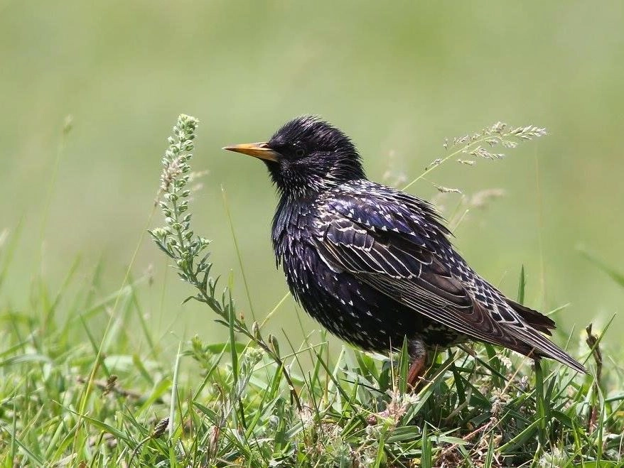 Ziua Mondială a Păsărilor, sărbătorită anual pe 1 aprilie este marcată în 2025 cu genericul „Conservarea habitatelor – cheia supraviețuirii păsărilor”