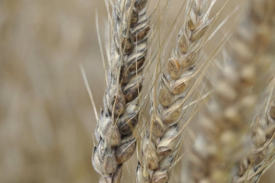 Prețurile recoltelor de cereale cresc, pe fondul riscurilor legate de aprovizionare