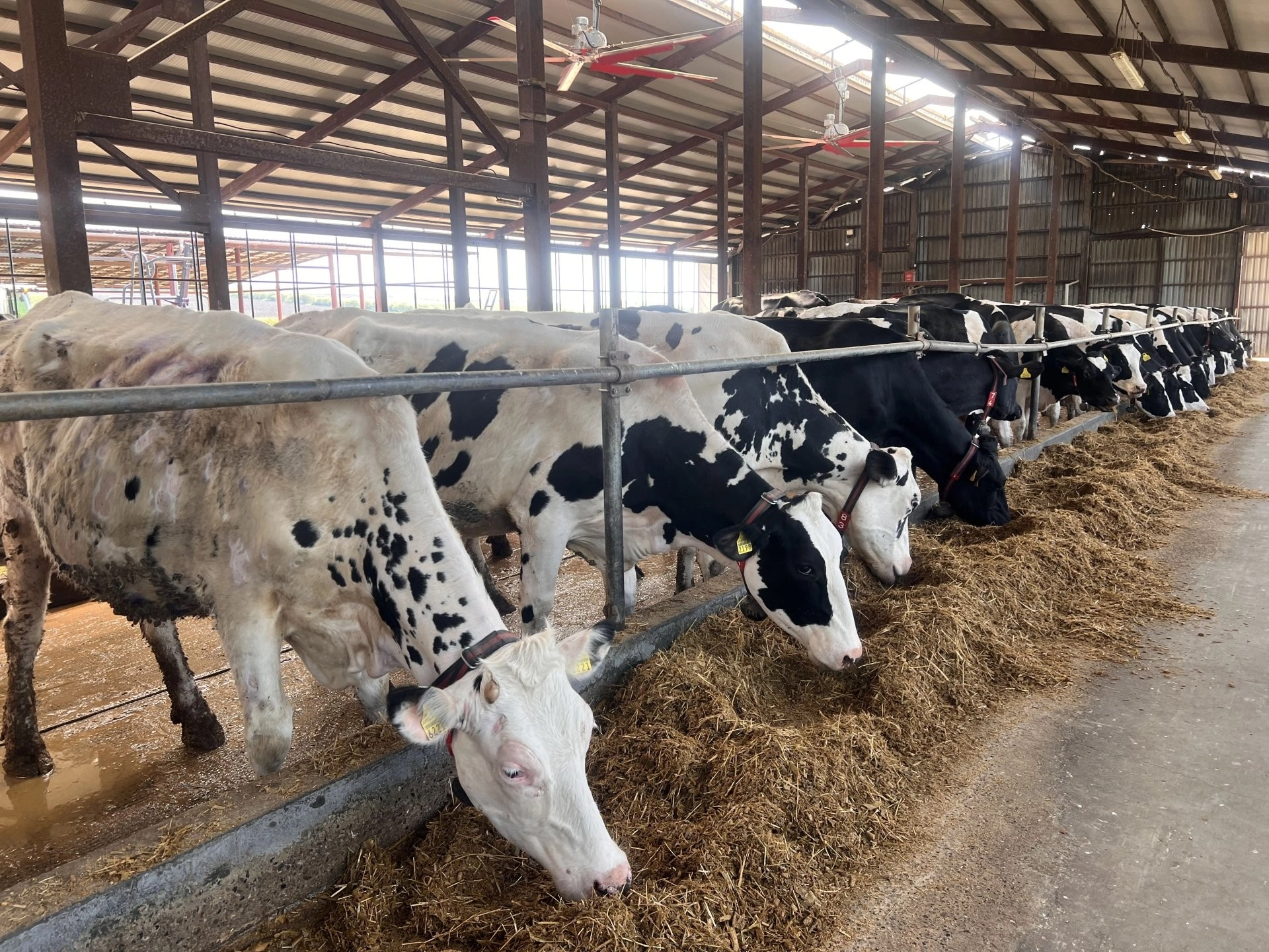 Fermierii moldoveni investesc peste 22 de milioane de dolari pentru modernizarea fermelor zootehnice