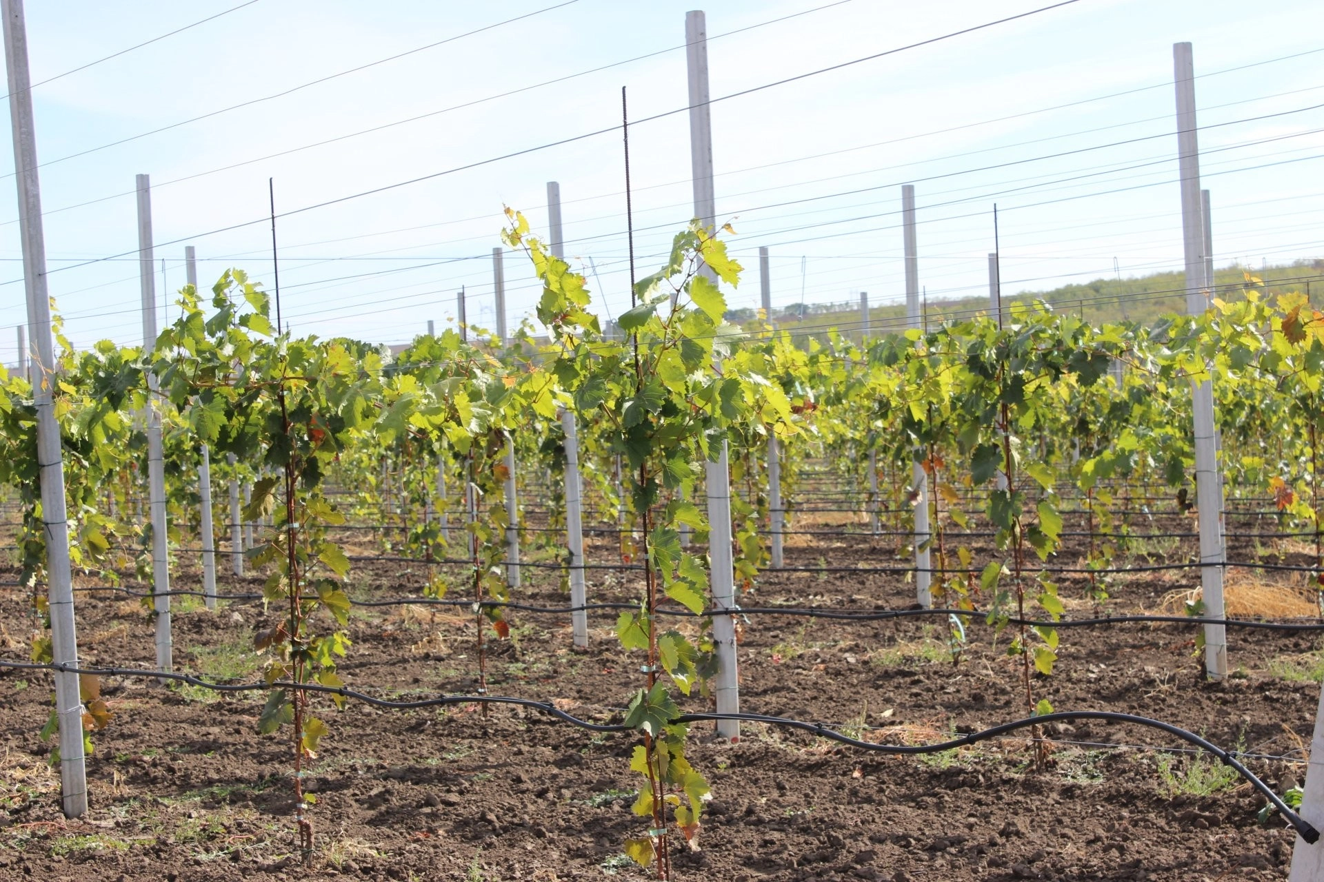 Producătorii de struguri din Taraclia cuceresc piața europeană prin standardele internaționale de calitate