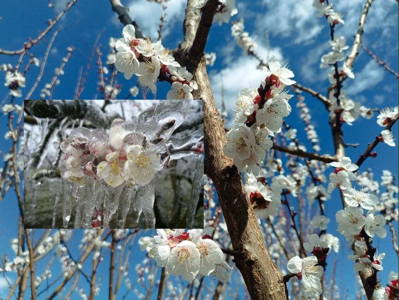 Fermierii moldoveni aplică biostimulatori și folosesc irigarea pentru a proteja livezile de îngheț