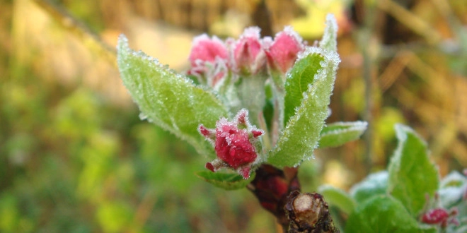Meteorologii au emis pentru mâine Cod Galben de înghețuri