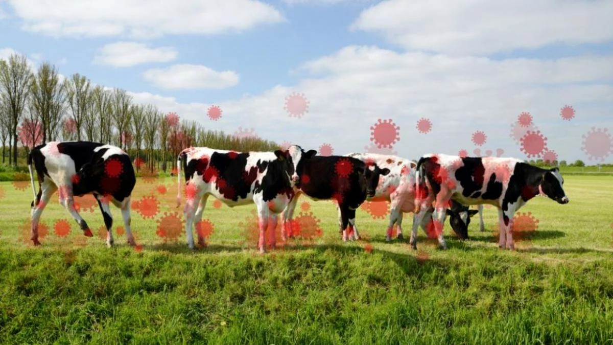 Autorităţile au impus măsuri stricte de protecție împotriva febrei aftoase