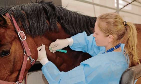 În Republica Moldova astăzi este marcată Ziua Națională a Medicului Veterinar