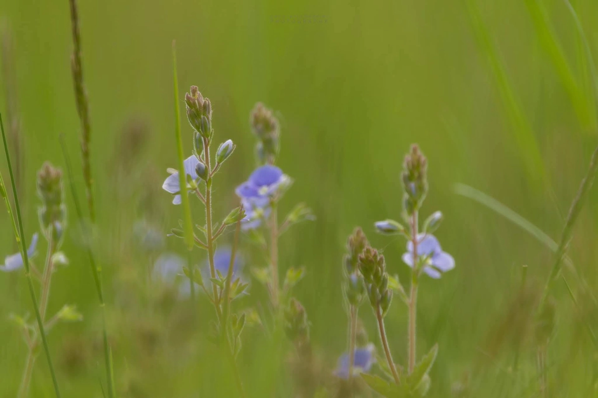 METEO // Prima zi de aprilie aduce ploi și temperaturi de până la 15 grade Celsius