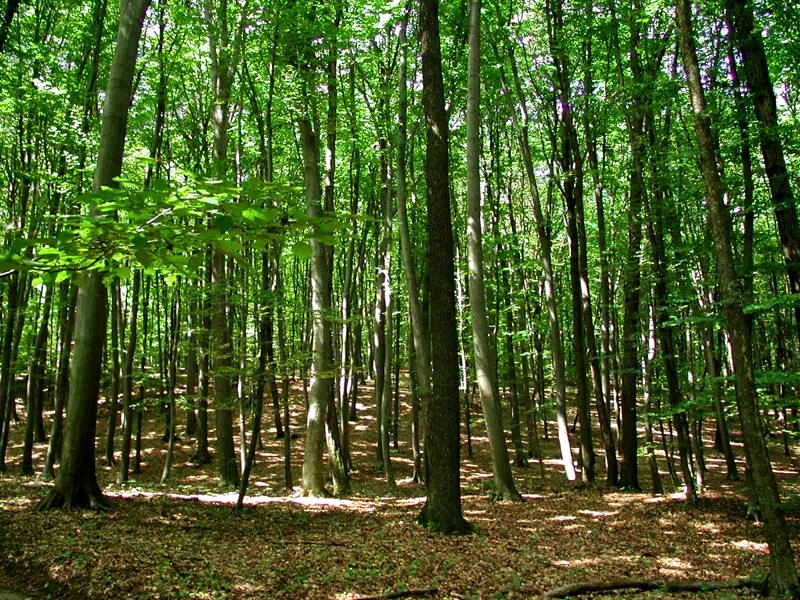 Regulamentul de protecție a pădurilor împotriva bolilor și dăunătorilor, aprobat de Guvern