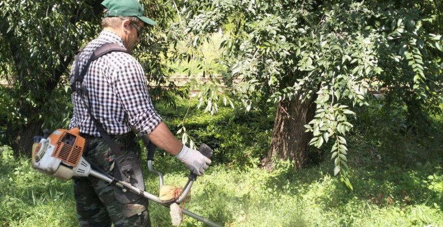 Ministerul Agriculturii vine cu recomandări pentru combaterea ambroziei