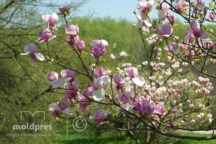 Maxime de până la 23 de grade Celsius, anunțate de meteorologi pentru ziua de joi