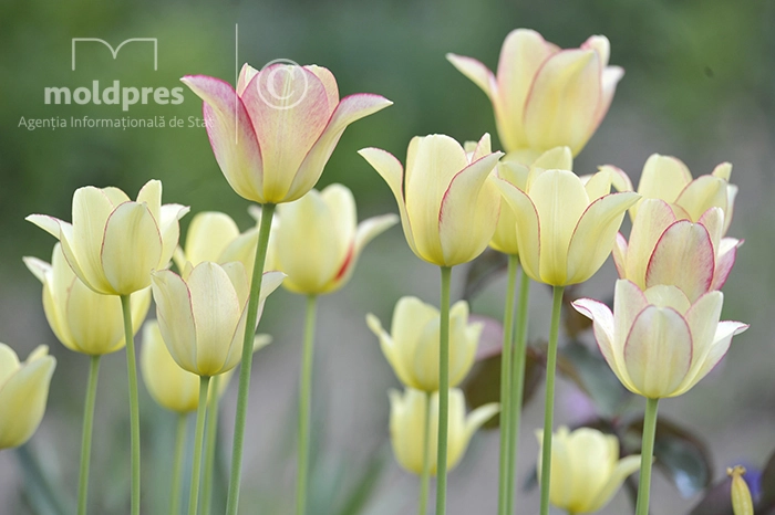Luna aprilie din acest an va fi cu temperaturi peste valorile normei