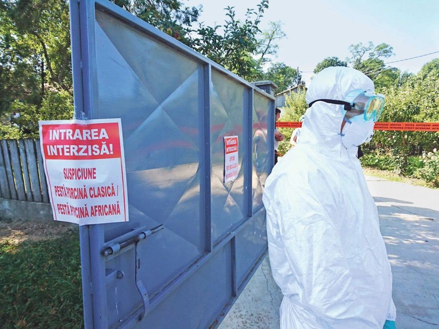 Autoritățile intensifică măsurile pentru prevenirea răspândirii pestei porcine africane