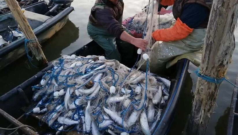 Din 9 mai, va fi permis pescuitul scrumbiei în obiectivele acvatice piscicole naturale