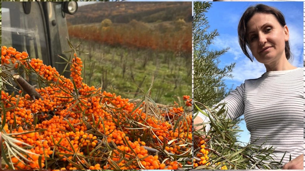 O afacere de creştere a cătinii ecologice se dezvoltă cu succes la Călăraşi, cu spijinul Fondului Internațional pentru Dezvoltarea Agricolă