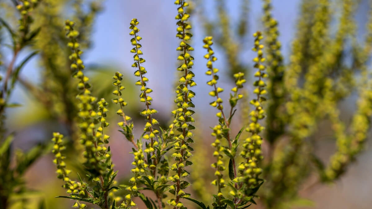 Ministerul Sănătății trage un semnal de alarmă privind riscurile grave pe care le presupune ambrozia 