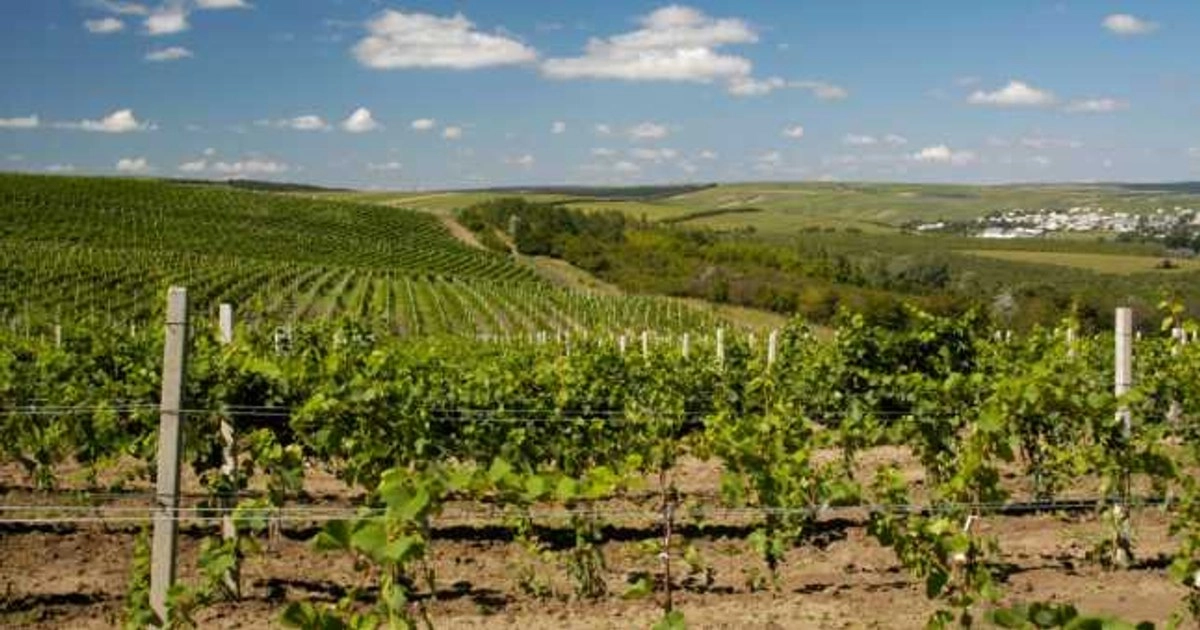 Legislația vitivinicolă din Republica Moldova va fi aliniată la standardele europene