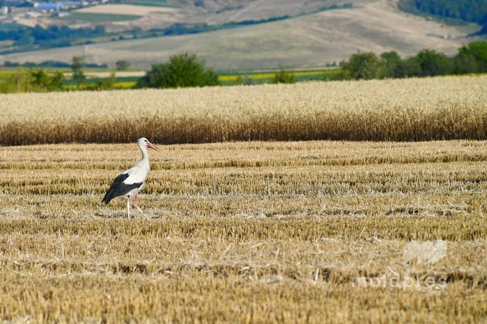 Meteorologii au emis Cod galben și portocaliu de caniculă. Temperaturile vor urca până la 39 de grade Celsius