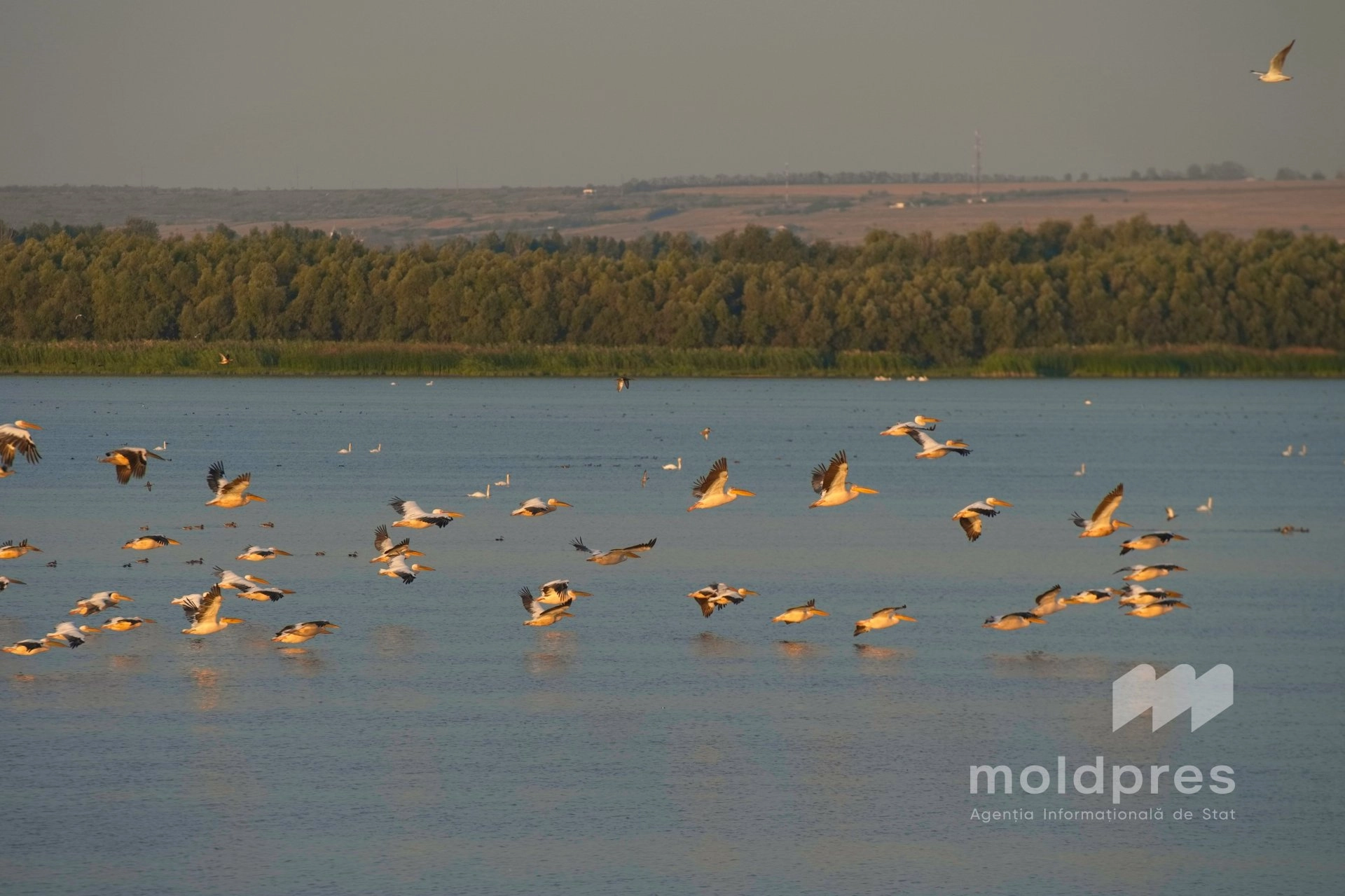 Peste 50 de hectare din Rezervația „Prutul de Jos” vor fi împădurite pentru protejarea lacurilor Manta și Beleu