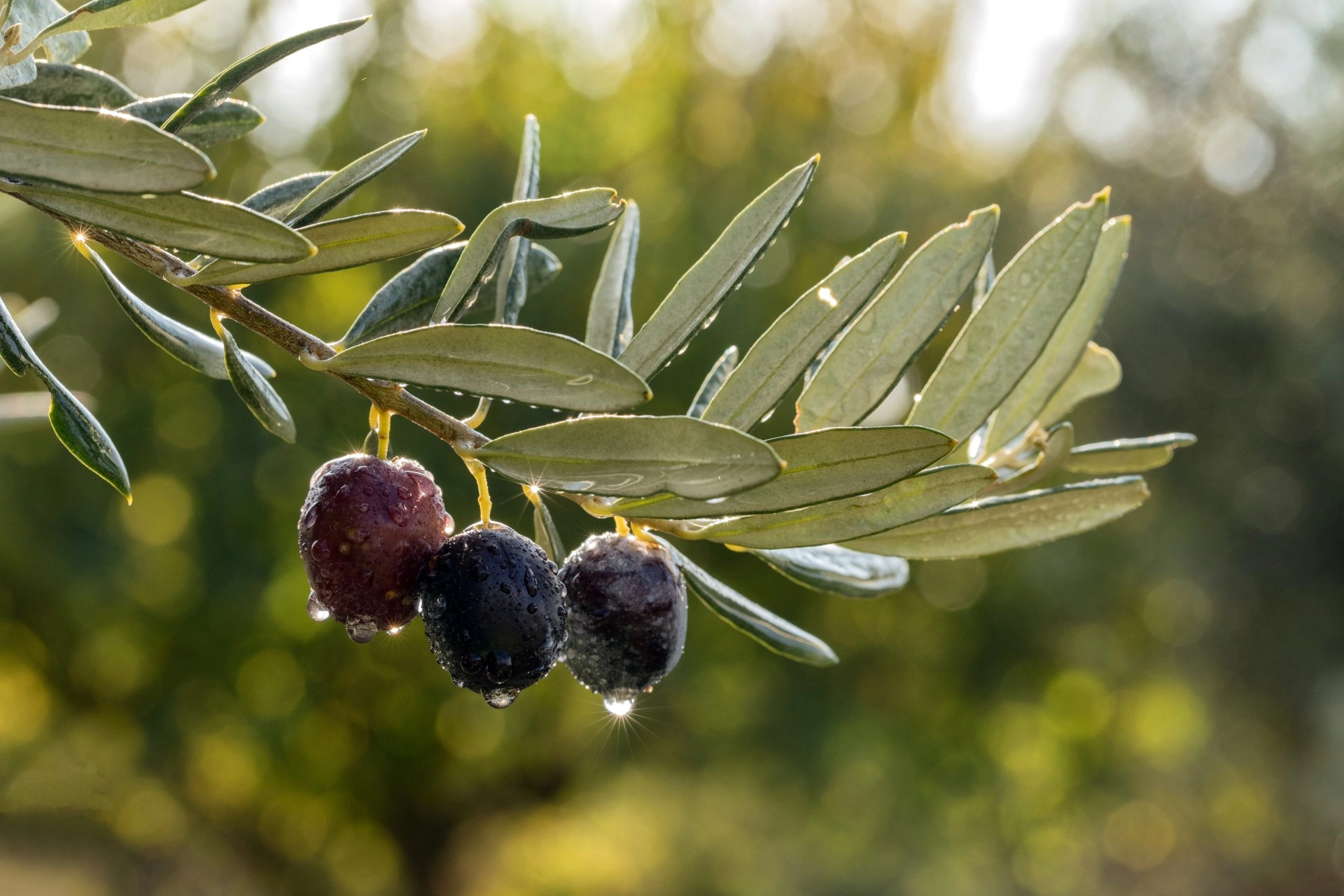 Turcia promovează turismul experiențial prin participarea la recolta tradițională de măsline