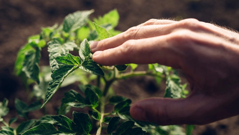 R. Moldova, alăturată comunității internaționale în marcarea Zilei Mondiale a Sănătății Plantelor