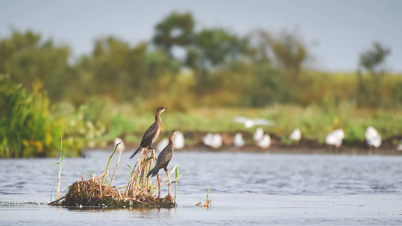În Republica Moldova va fi creată Instituția Publică „Arii Naturale Protejate de Stat”