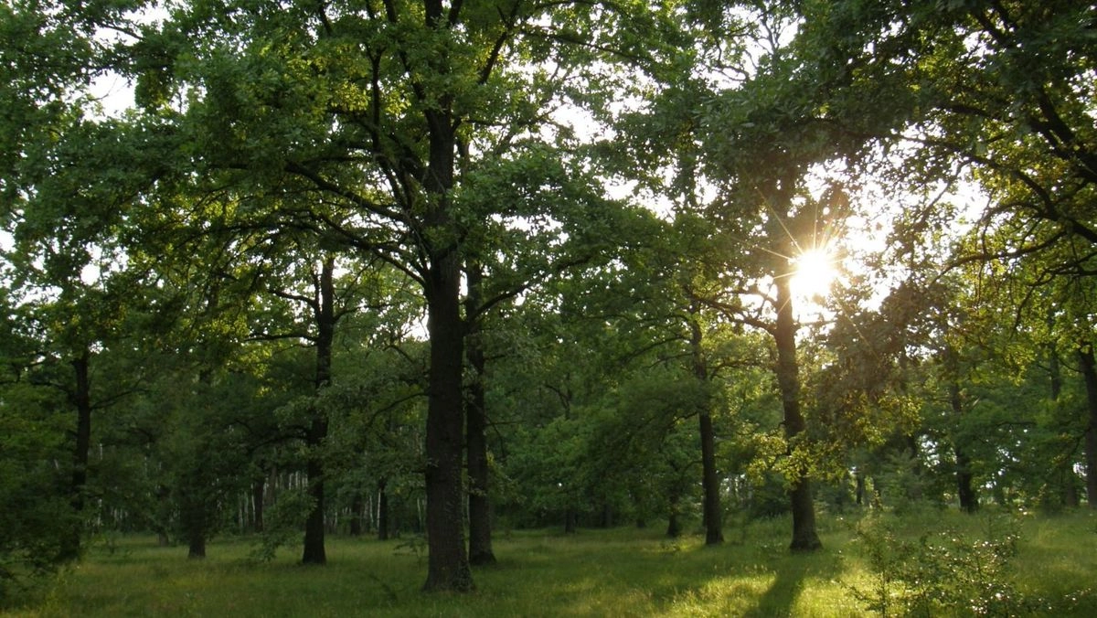 Șefa statului a promulgat noul Cod silvic