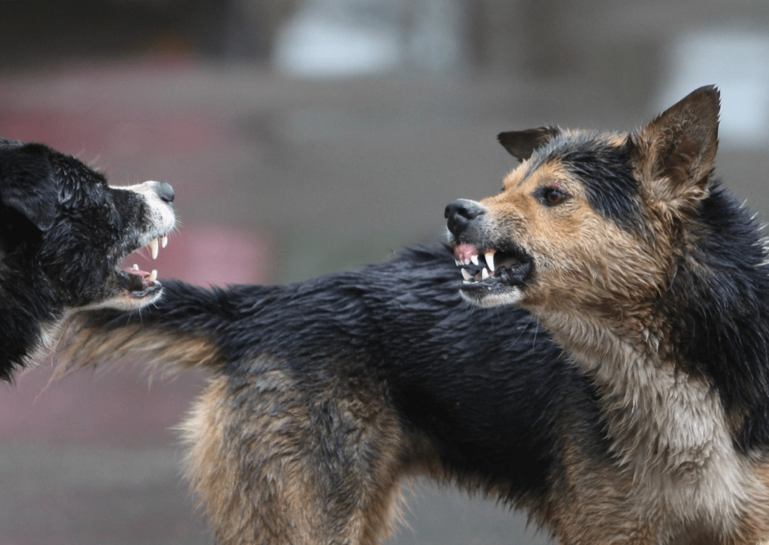 ANSP avertizează: risc sporit de rabie din cauza animalelor fără stăpân