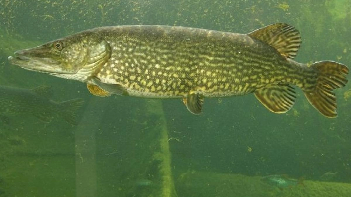 Cahul: Prejudiciu de 80 mii de lei pentru o captură ilegală de ştiucă