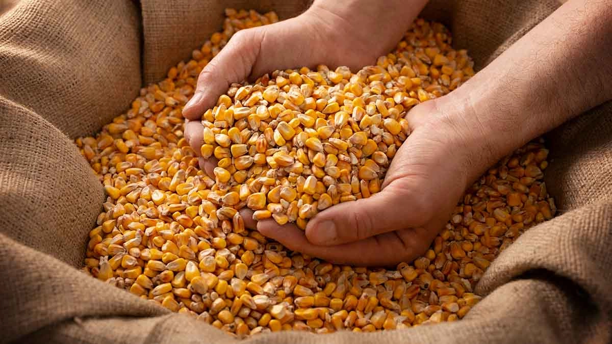 Cu sprijinul UE, R. Moldova va beneficia de două studii privind lanțurile valorice pentru grâu, porumb și floarea-soarelui