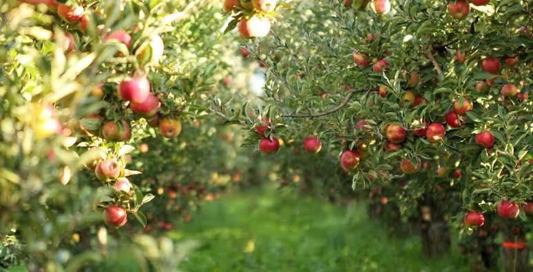 Finanțare de 150 de milioane de euro pentru creșterea competitivității sectorului agricol. Guvernul inițiază negocierile pentru proiectul „Livada Moldovei II”
