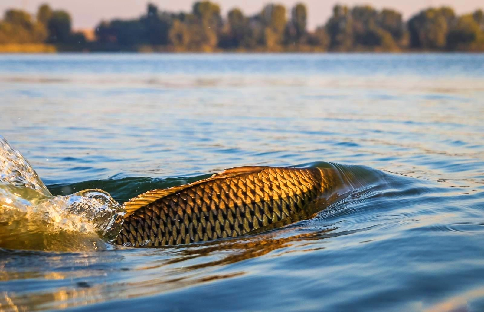 Statul instituie un mecanism național pentru a preveni importul de pește provenit din pescuit ilegal