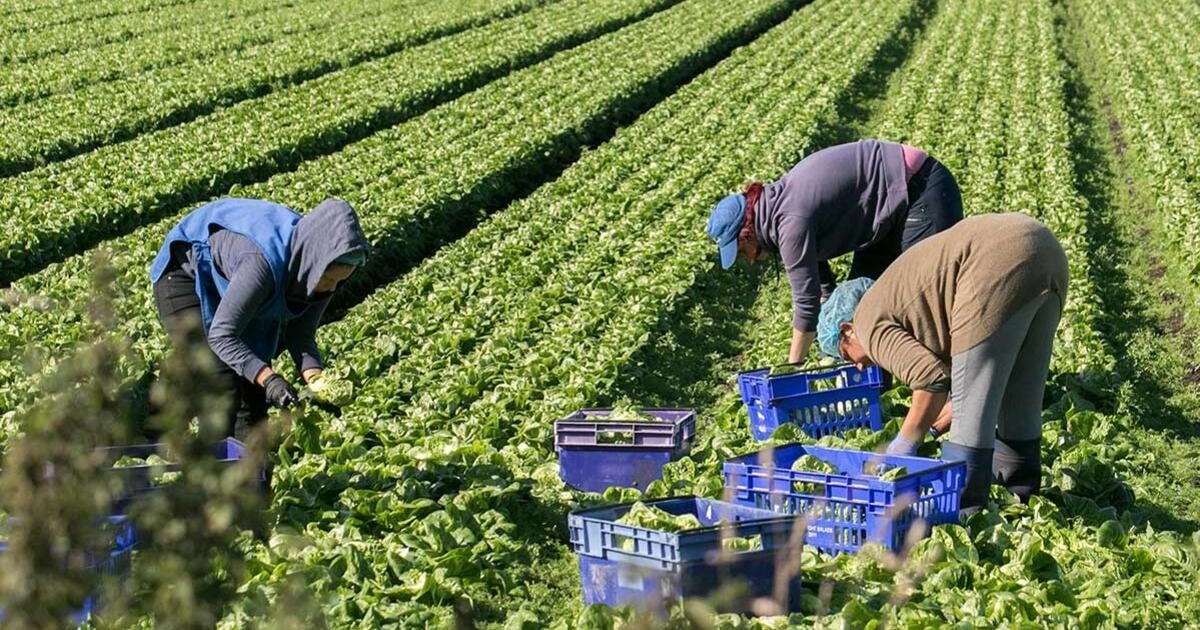 Zilierii vor primi vouchere digitale și stagiu de muncă în agricultură