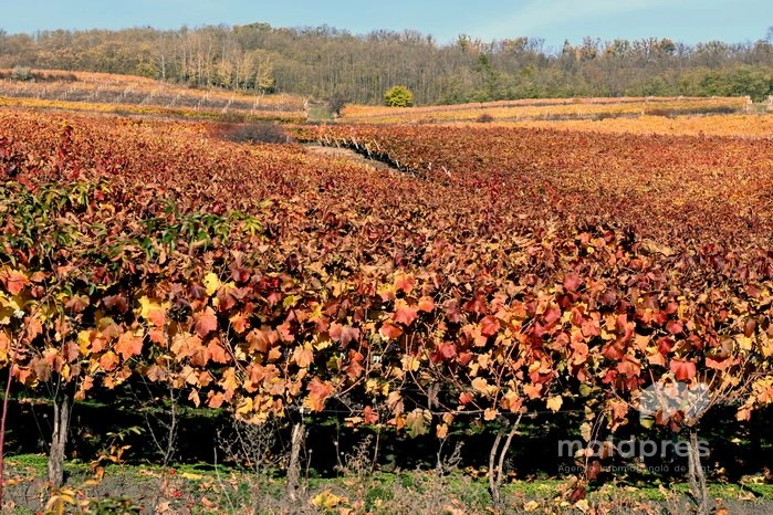 Noiembrie, neobișnuit de cald și secetos în Moldova: meteorologii avertizează asupra efectelor climatice și economice