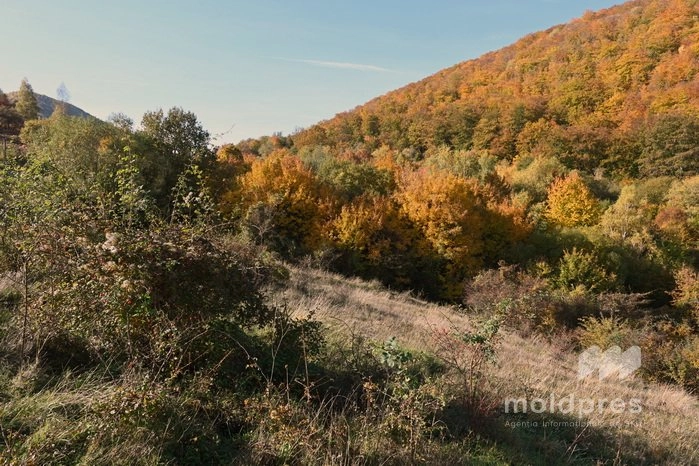 Culori, gusturi și tradiții în spectrul toamnei târzii