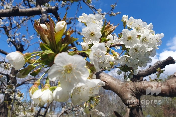 Ministerul Agriculturii recomandă măsuri de urgență pentru fermieri în contextul Codului Galben de înghețuri