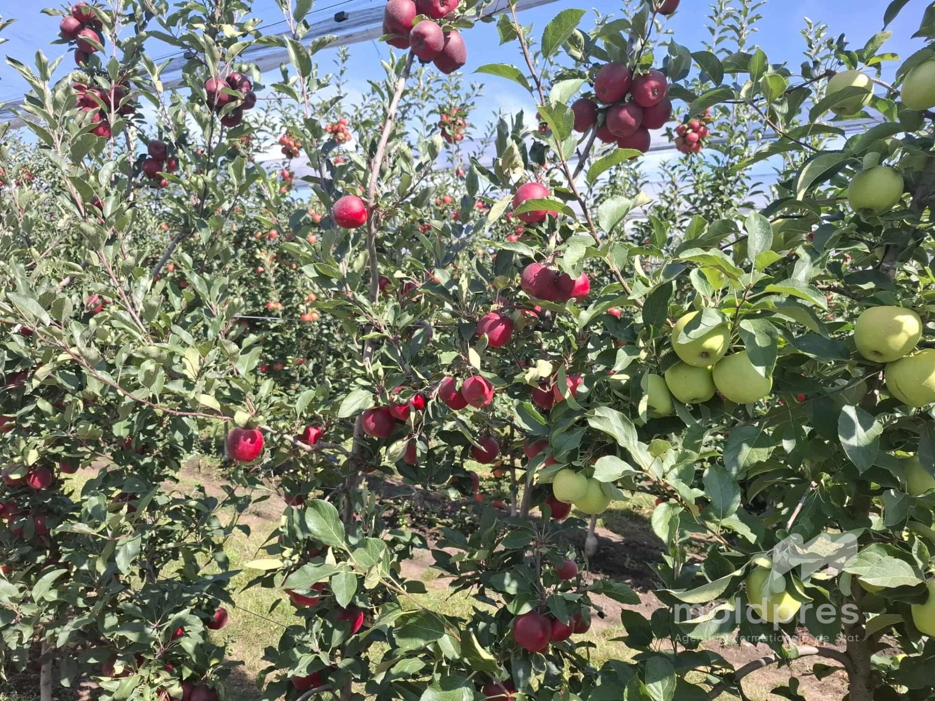 Agricultura R. Moldova, mai aproape de Europa. Comisarul Christophe Hansen: „UE are nevoie de Moldova și o vrea în marea familie cât mai repede”