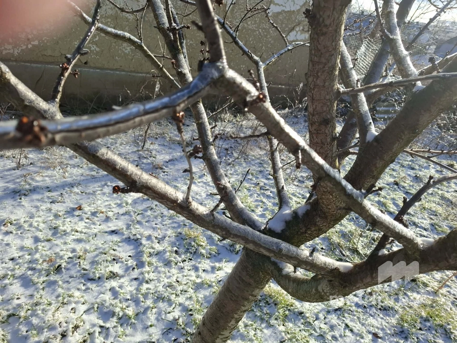 Polei pe copaci: ce trebuie să știe cetățenii și autoritățile