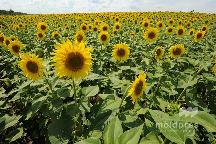 Ziua de vineri vine cu vreme instabilă, ploi izolate și temperaturi de până la +35°C