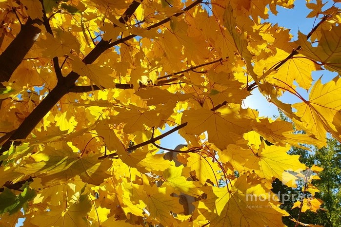 Ziua de vineri vine cu temperaturi generoase de până la 20 de grade Celsius