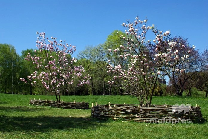 Regulile fitosanitare au fost actualizate, pentru a preveni introducerea organismelor dăunătoare în Republica Moldova